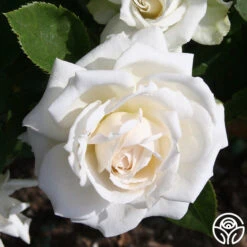 White Floorshow 15 White Floorshow -RoseLuxe Shop White Floorshow 02