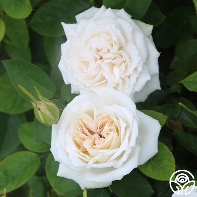 White Floorshow 1 White Floorshow