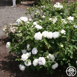 White Floorshow 11 White Floorshow -RoseLuxe Shop White Floorshow 04