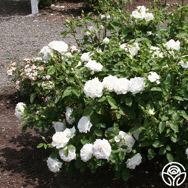 White Floorshow 4 White Floorshow - Image 4