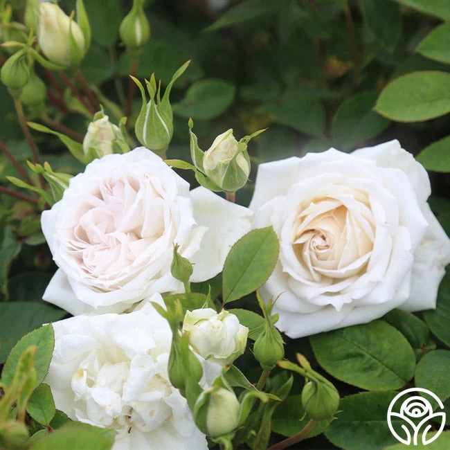 White Floorshow 7 White Floorshow - Image 7