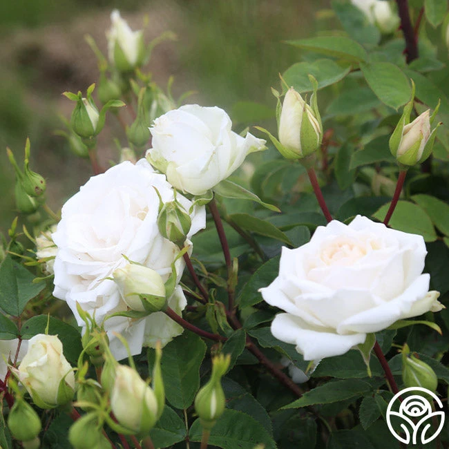 White Floorshow 5 White Floorshow - Image 5