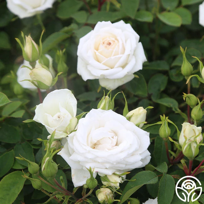 White Floorshow 3 White Floorshow - Image 3