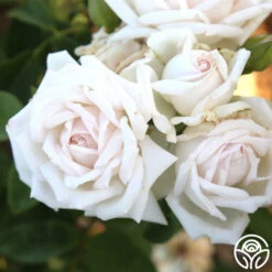 White Floorshow 13 White Floorshow -RoseLuxe Shop White Floorshow 9