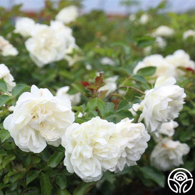 White Meidiland® 2 White Meidiland® - Image 2