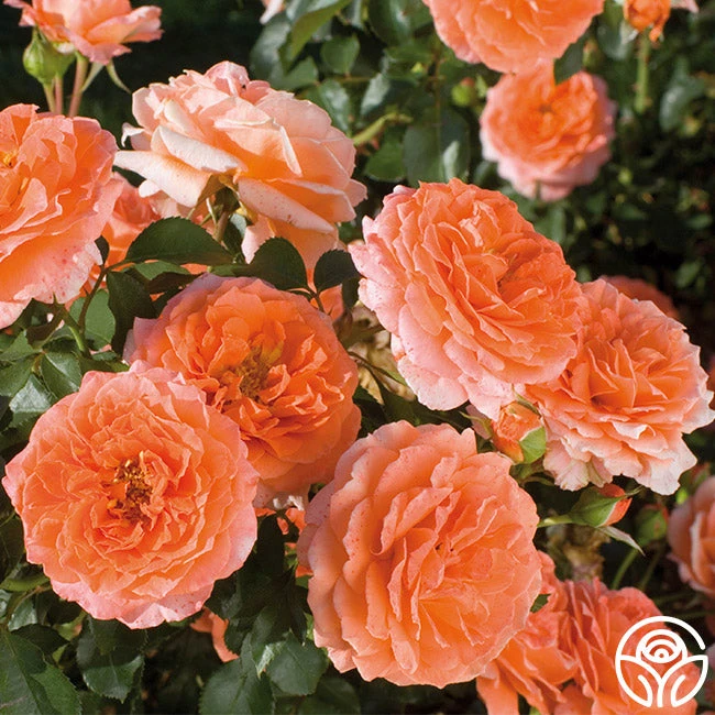 Adobe Sunrise™ 2 Adobe Sunrise™ - Image 2