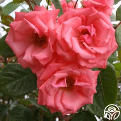 Front Page -RoseLuxe Shop agatha christie logo 01