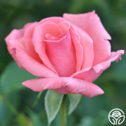 Agatha Christie -RoseLuxe Shop agatha christie logo 02