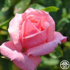 Agatha Christie -RoseLuxe Shop agatha christie logo 04