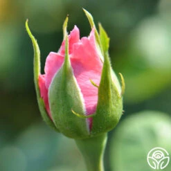 Agatha Christie -RoseLuxe Shop agatha christie logo 05