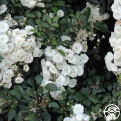 Alba Meidiland® 5 Alba Meidiland® -RoseLuxe Shop alba meidiland 3 8