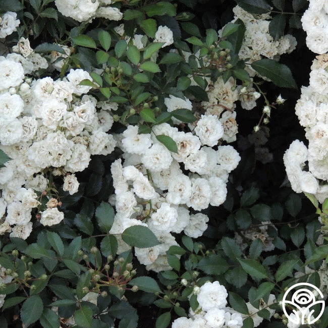 Alba Meidiland® 3 Alba Meidiland® - Image 3