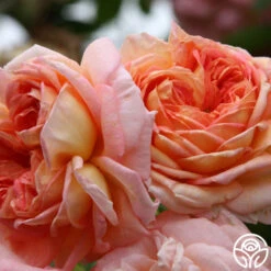 Alchymist 24 Alchymist -RoseLuxe Shop alchymist logo 04