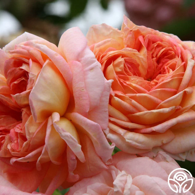 Alchymist 11 Alchymist - Image 11