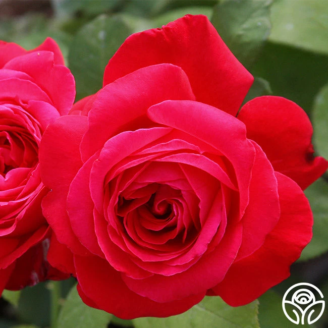 Alec's Red® 1 Alec's Red®