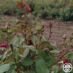 Alec's Red® 25 Alec's Red® -RoseLuxe Shop alecs red 5 7