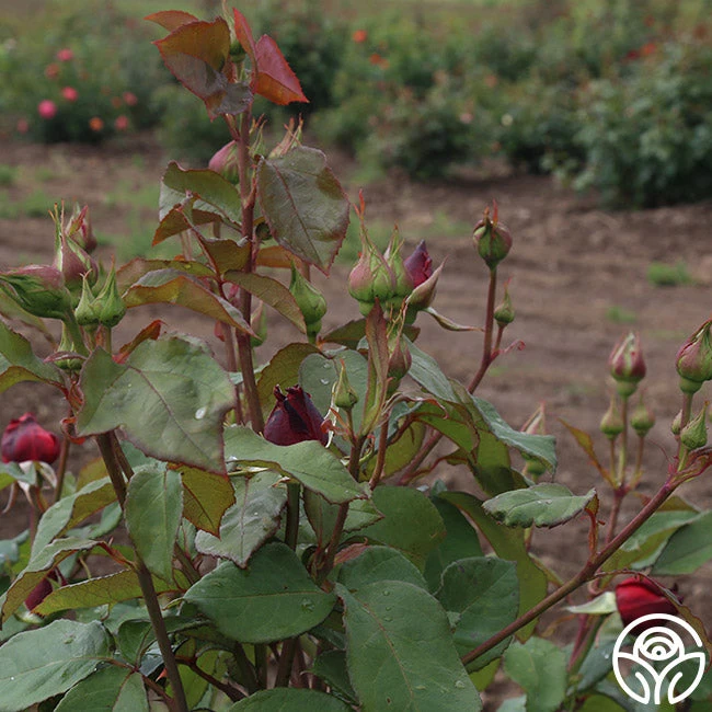 Alec's Red® 12 Alec's Red® - Image 12