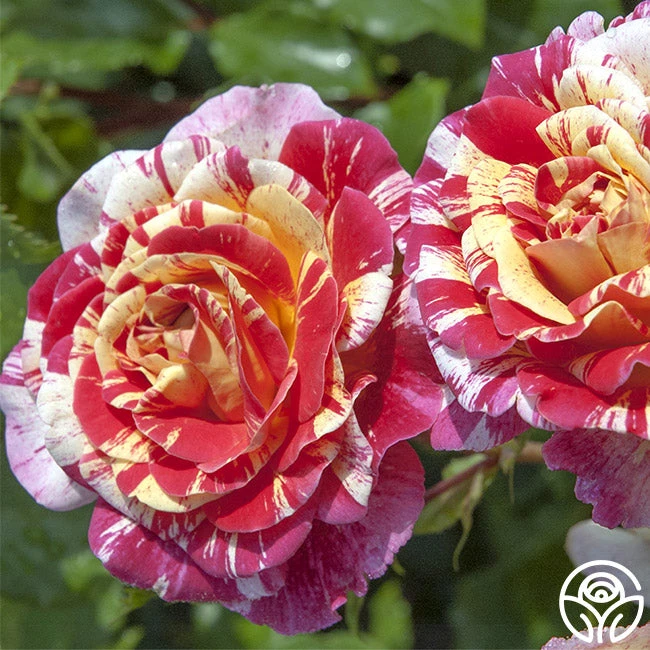 All-American Magic™ 2 All-American Magic™ - Image 2