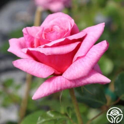 Aloha -RoseLuxe Shop aloha logo 03