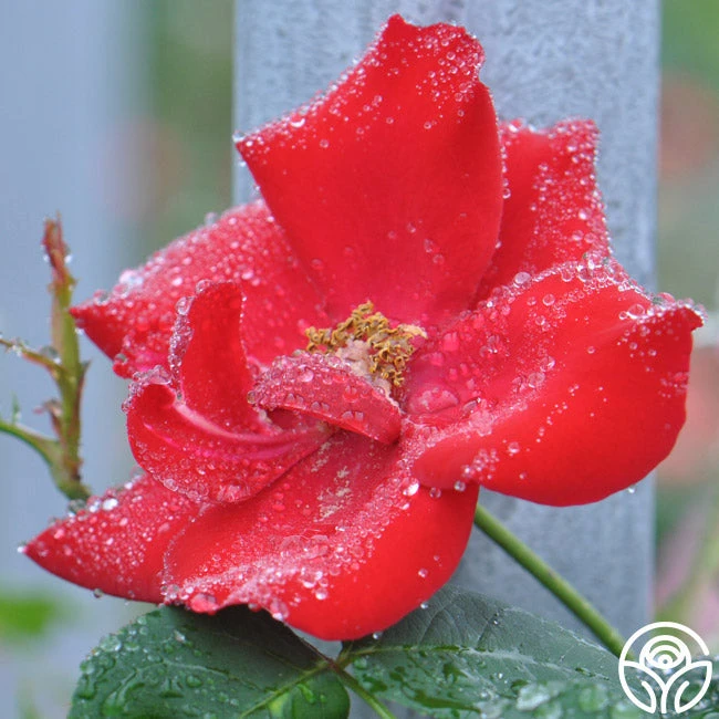 Altissimo® 5 Altissimo® - Image 5