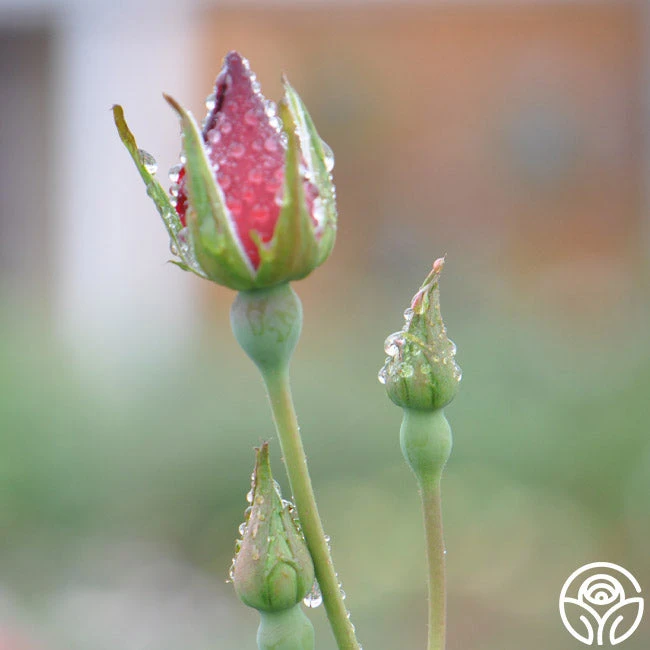 Altissimo® 7 Altissimo® - Image 7