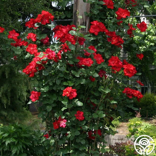 Altissimo® 2 Altissimo® - Image 2