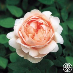 Ambridge Rose®