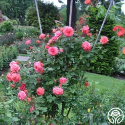 America™ -RoseLuxe Shop america 11