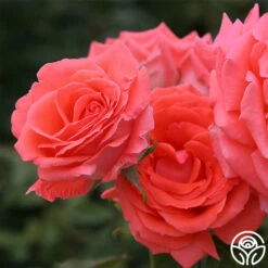 America™ -RoseLuxe Shop america 2 8