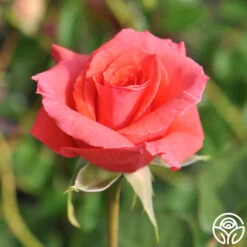 America™ -RoseLuxe Shop america 8