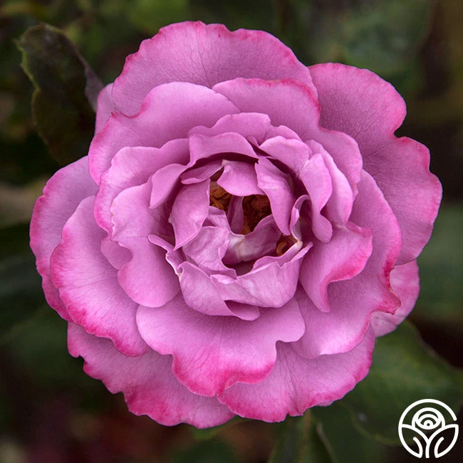 Angel Face 1 Angel Face