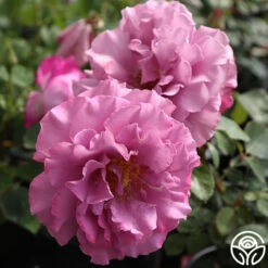 Angel Face 9 Angel Face -RoseLuxe Shop angel face 2 1