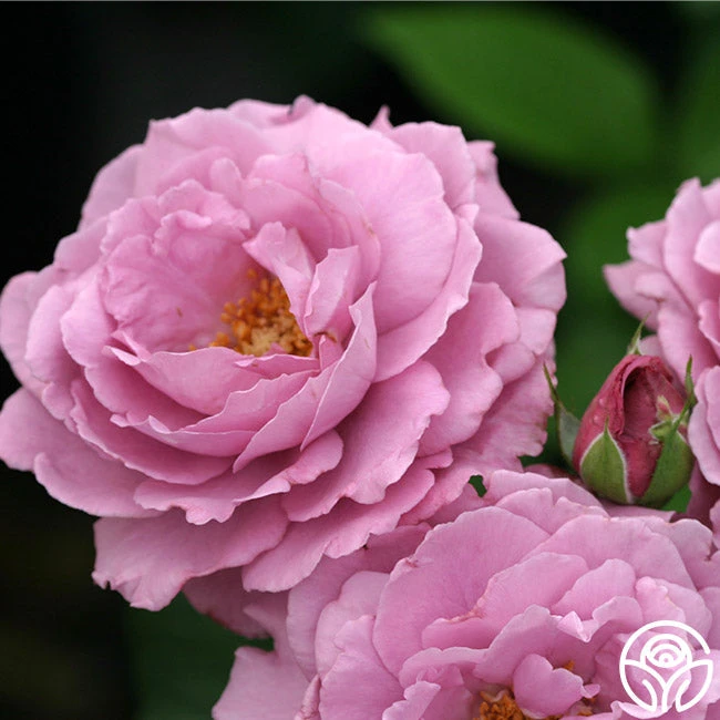 Angel Face 3 Angel Face - Image 3