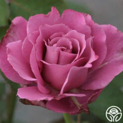 Angel Face 8 Angel Face -RoseLuxe Shop angel face 6