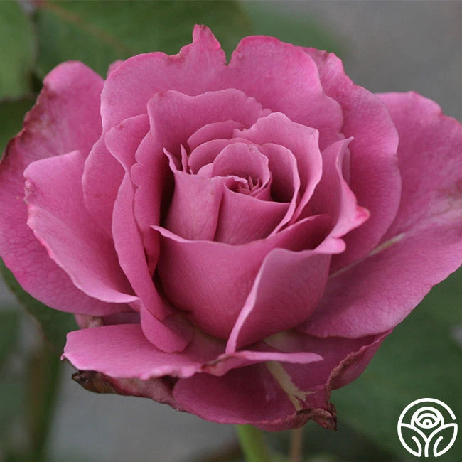 Angel Face 4 Angel Face - Image 4