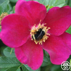 Ann Endt -RoseLuxe Shop ann endt logo 01