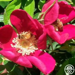 Ann Endt -RoseLuxe Shop ann endt logo 03