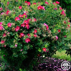 Ann Endt -RoseLuxe Shop ann endt logo 04