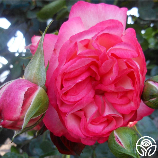 Antique 10 Antique - Image 10