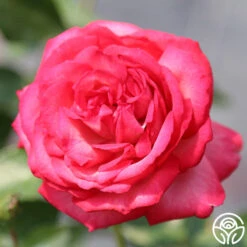 Antique 19 Antique -RoseLuxe Shop antique 45