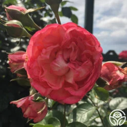 Antique 18 Antique -RoseLuxe Shop antique 5