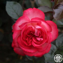 Antique 15 Antique -RoseLuxe Shop antique 7