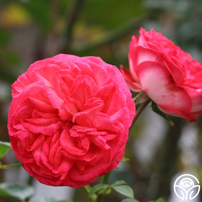 Antique 3 Antique - Image 3