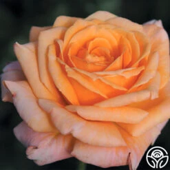 Front Page -RoseLuxe Shop arizona 1 1 1