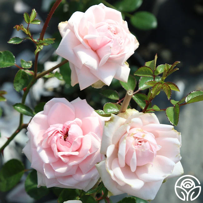 Awakening™ 5 Awakening™ - Image 5