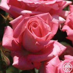 Awareness -RoseLuxe Shop awareness 4 1