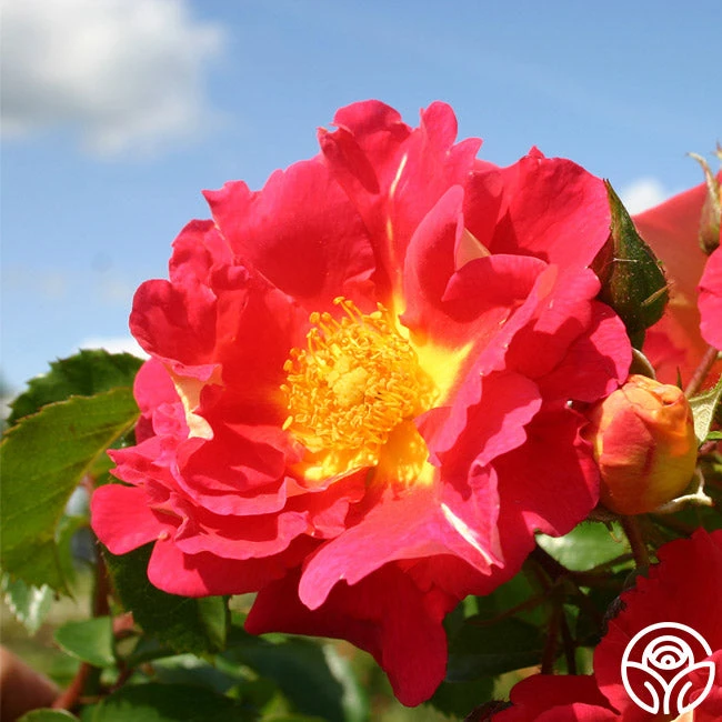 Bajazzo® 1 Bajazzo®