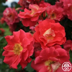 Bajazzo® 6 Bajazzo® -RoseLuxe Shop bajazzo logo 02