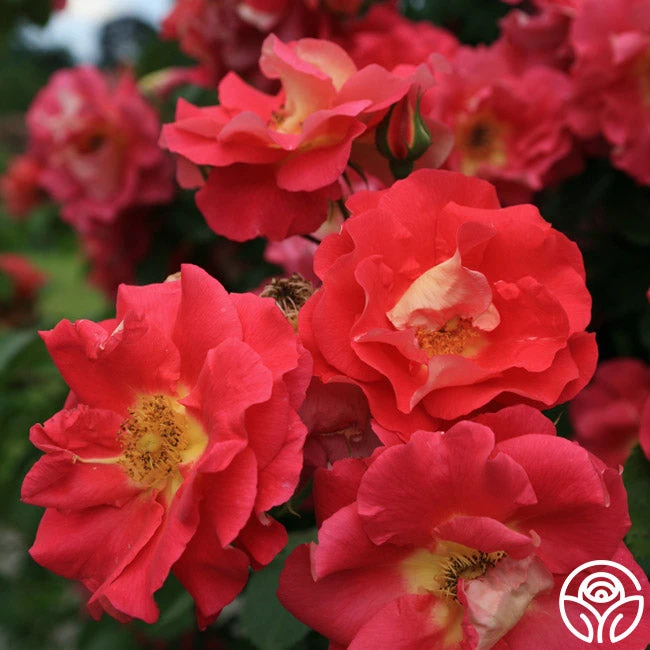 Bajazzo® 3 Bajazzo® - Image 3