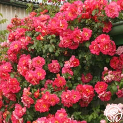 Bajazzo® 7 Bajazzo® -RoseLuxe Shop bajazzo logo 04